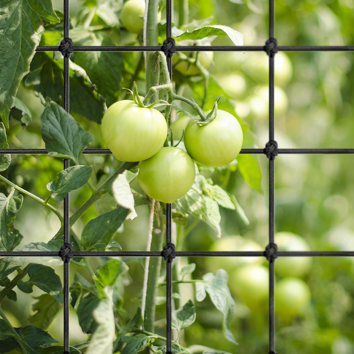 Elastic trellis net supporting flowering plants inside 5x5 grow tent